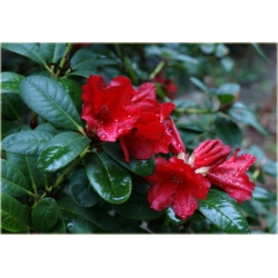 Rododendron Bad Eilsen 5 lat Rop1