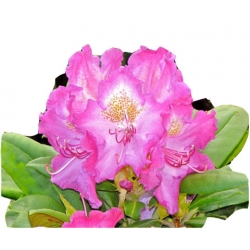 Rododendron Barmstedt Roj2