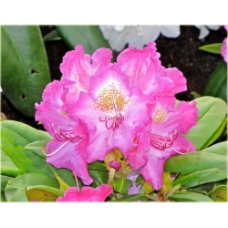 Rododendron Barmstedt 5 lat Roj2