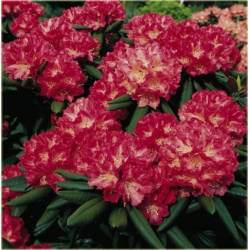 Rododendron Barmstedt 5 lat Roj2
