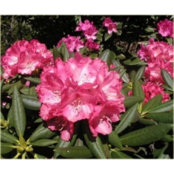 Rododendron Barmstedt 5 lat Roj2