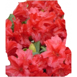 Rododendron Bengal Rop2