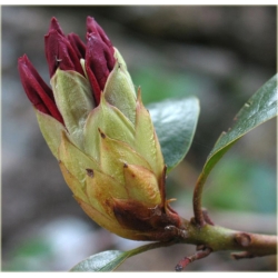 Rododendron Bengal 5 lat Rop2
