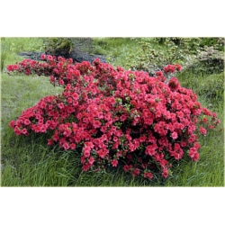 Rododendron Bengal 5 lat Rop2