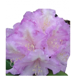 Rododendron Caroline Allbrook Roj4