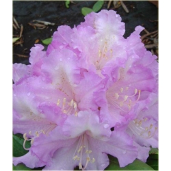 Rododendron Caroline Allbrook 5 lat Roj4
