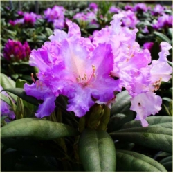 Rododendron Caroline Allbrook 5 lat Roj4