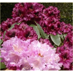 Rododendron Caroline Allbrook 5 lat Roj4