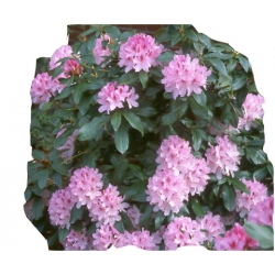 Rododendron Cheer Ro22