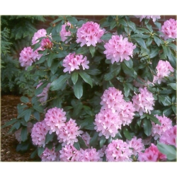 Rododendron Cheer 5 lat Ro22