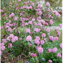Rododendron Cheer 5 lat Ro22