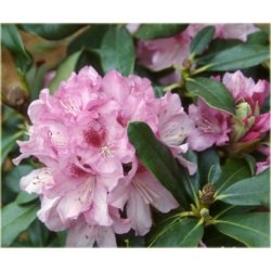 Rododendron Cheer 5 lat Ro22