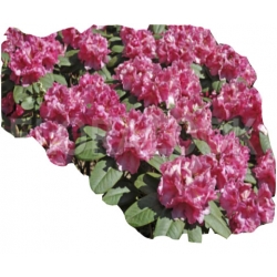 Rododendron Claudius Row7