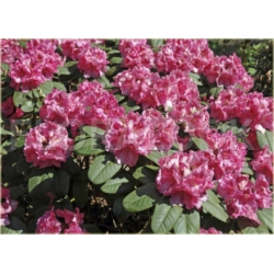 Rododendron Claudius 5 lat Row7