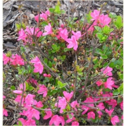 Rododendron Claudius 5 lat Row7