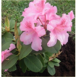Rododendron Claudius 5 lat Row7