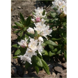 Rododendron Cunninghams White 5 lat Ro26