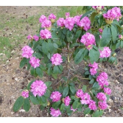 Rododendron czeski Becov purpurowofiolet Rcz1