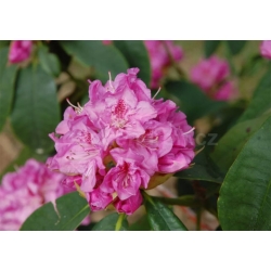 Rododendron czeski Becov purpurowofiolet Rcz1