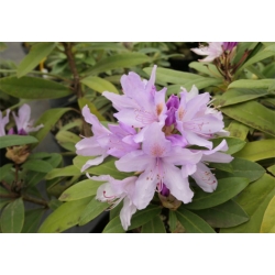 Rododendron czeski Bezdez biał-fiolet Rcz2