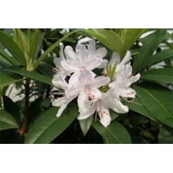 Rododendron czeski Bezdez biał-fiolet Rcz2