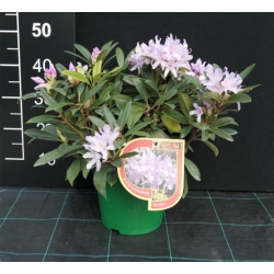 Rododendron czeski Bezdez biał-fiolet Rcz2