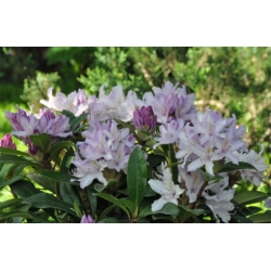 Rododendron czeski Bezdez biał-fiolet Rcz2