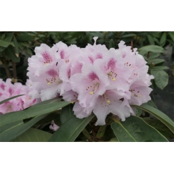 Rododendron czeski Bouzov lilioworóżowy Rcz3