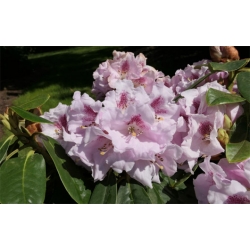 Rododendron czeski Bouzov lilioworóżowy Rcz3