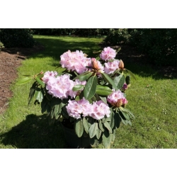 Rododendron czeski Bouzov lilioworóżowy Rcz3