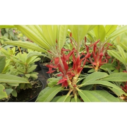 Rododendron czeski Bouzov lilioworóżowy Rcz3