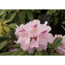 Rododendron czeski Bouzov lilioworóżowy Rcz3