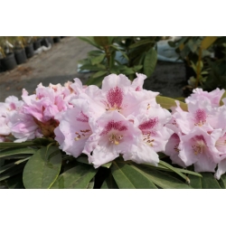 Rododendron czeski Bouzov lilioworóżowy Rcz3