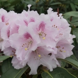 Rododendron czeski Bouzov lilioworóżowy Rcz3