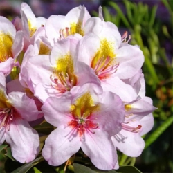 Rododendron czeski Hostyn jasnopurpur Rcz5