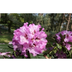 Rododendron czeski Karlstejn jasnoróż łatka Rcz7