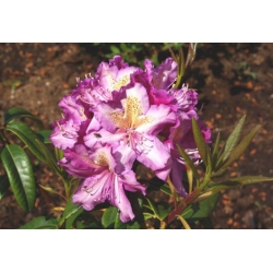 Rododendron czeski Klenova jasnofioletowy Rcz8