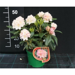 Rododendron czeski Kotnov kremowo-róż Rcz12
