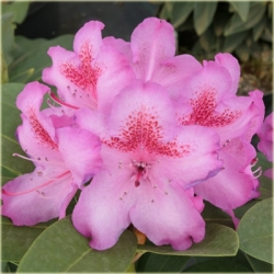 Rododendron czeski Kozakov purpuroworóż Rcz13