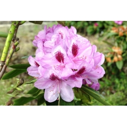 Rododendron czeski Libin fiolet łatka Rcz15