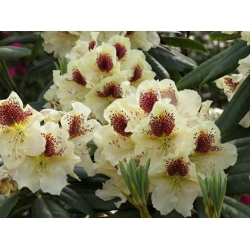 Rododendron czeski Orlik żółty łatka Rcz17
