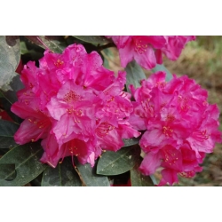 Rododendron czeski różowy Sovinec Rcz20