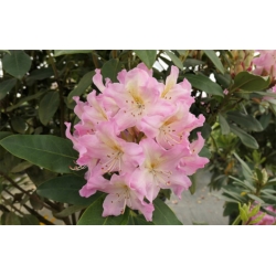 Rododendron czeski Svihov róż-biały Rocz23