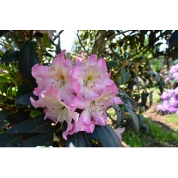Rododendron czeski Svihov róż-biały Rocz23