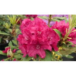 Rododendron czeski Vranov czerwony Rocz24