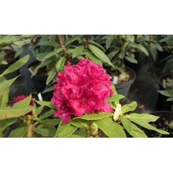 Rododendron czeski Vranov czerwony Rocz24