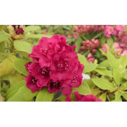 Rododendron czeski Vranov czerwony Rocz24