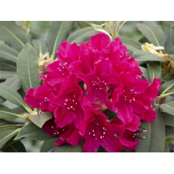 Rododendron czeski Vranov czerwony Rocz24