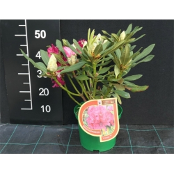 Rododendron czeski Vranov czerwony Rocz24