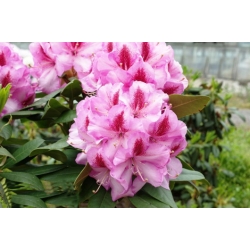 Rododendron czeski Vysehrad róż łatka Rocz25